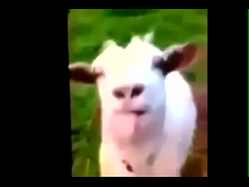 La Cabra / The Goat