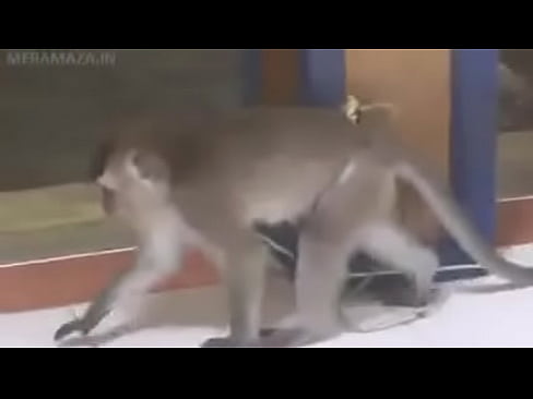 love for cat monkey