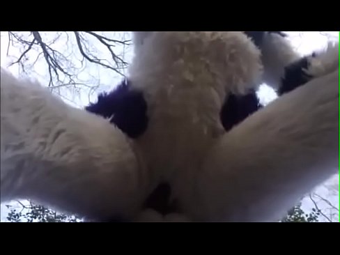 Fursuit Breeding Woods