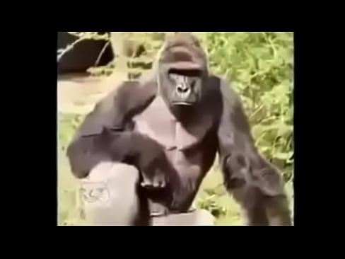 Gorilas culiando rico
