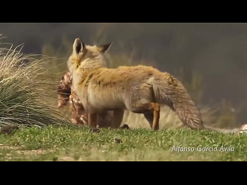 zorra ama comer huevos al aire libre