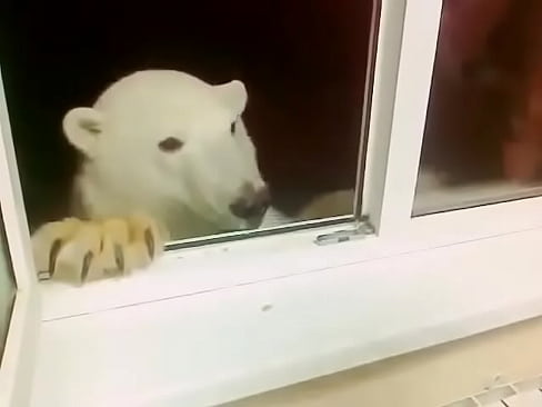 Zé Colmeia albino papando bolachinha