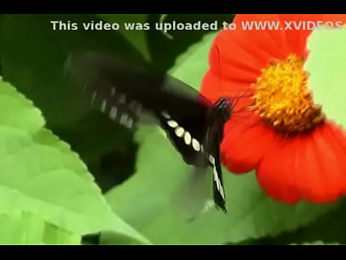 Butterfly - XVIDEOS.COM