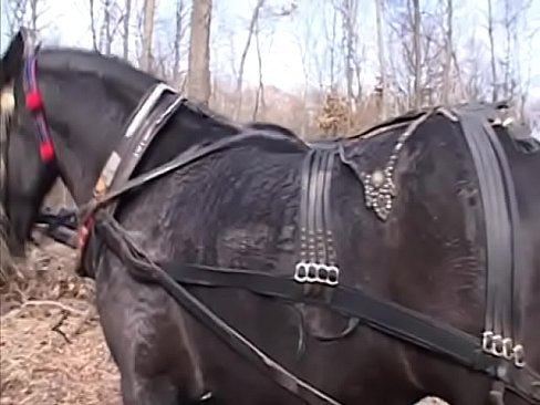 Horny couple fuck in a horse carriage in front of its driver