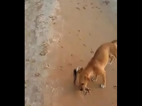 Playa, perro