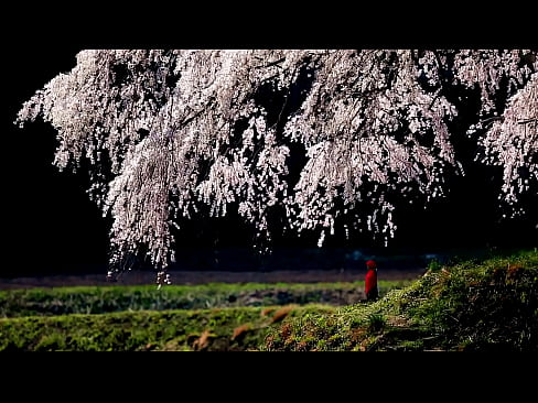 Japanese Spring