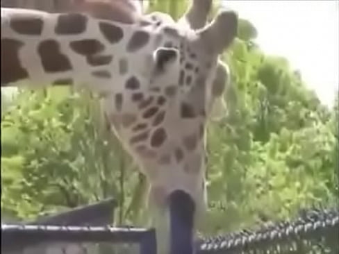 Girafa Safadinha,Se Lambuzando no Ferro Bem Dotado