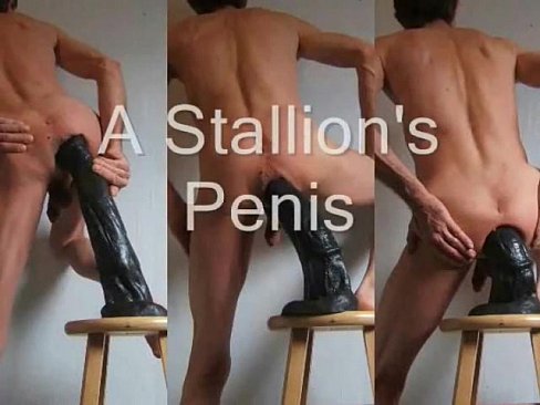 The Black Stallion Horse Penis Anal Fuck, Fist, and Piss Play