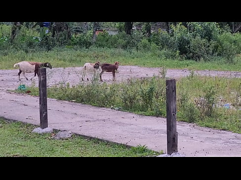 Sexo na fazenda