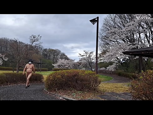 ドリチン(包茎，foreskin)露出～全裸で桜咲く公園を散歩