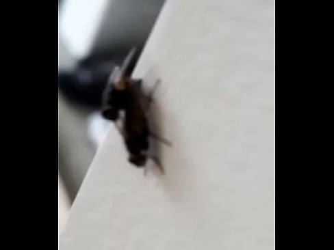 Fly sex