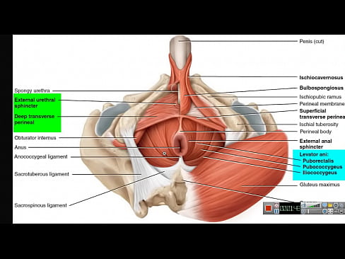 Increase Penis - Keeping PC Muscle Contracted