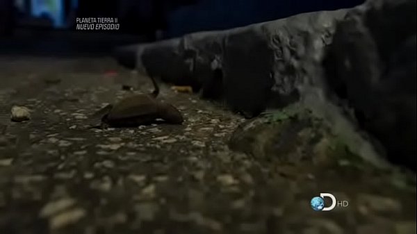 La tortuga Carey - Discovery channel méxico