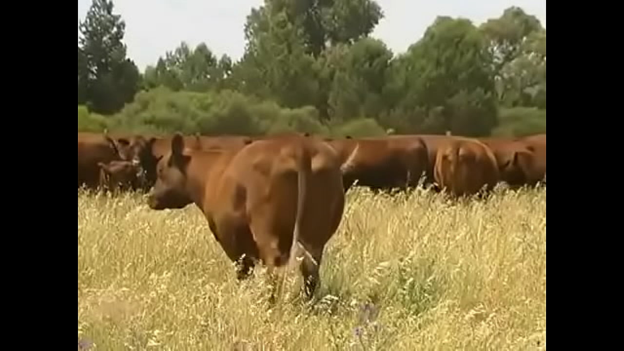 YouTube - Organic Farming - Dealing with worms in livestock organically