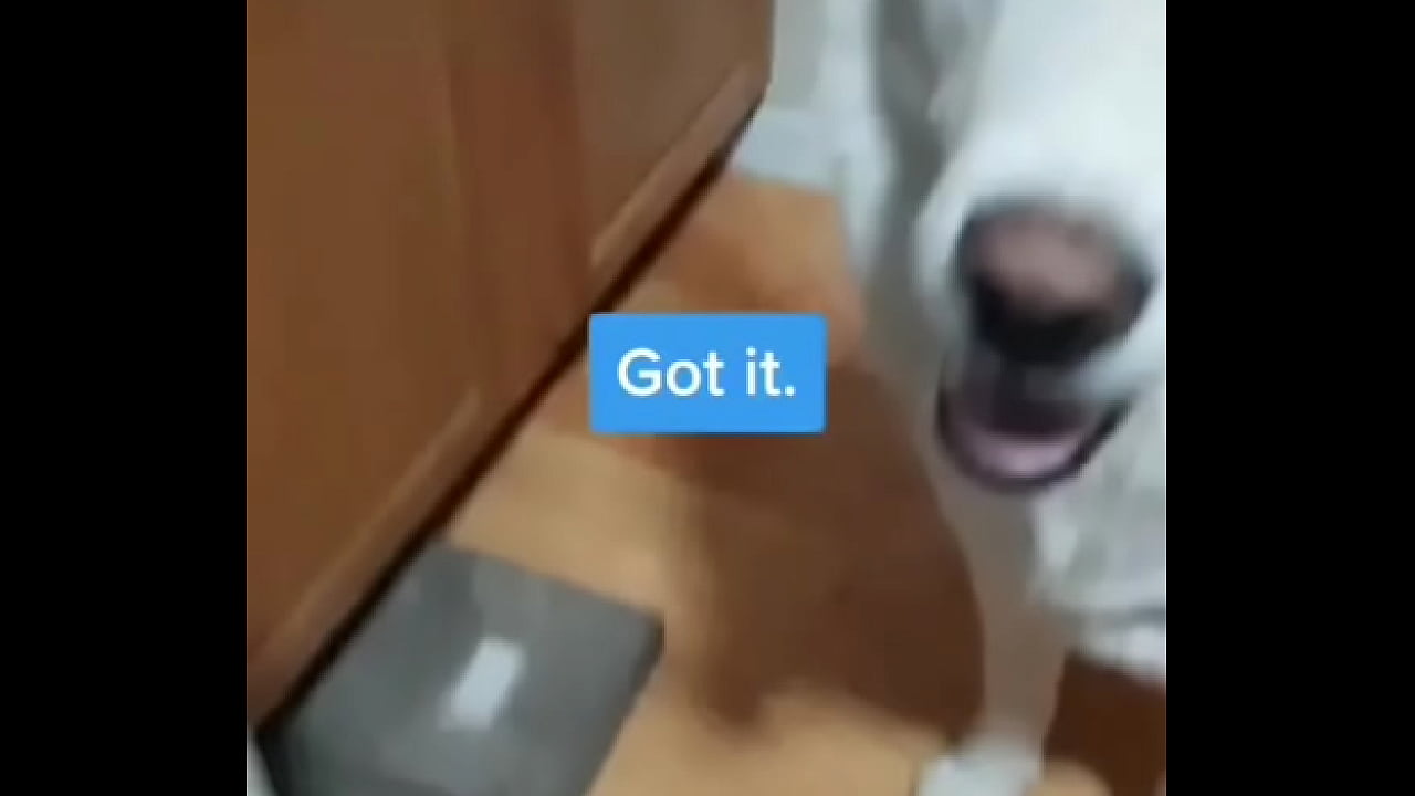 Made a lil video with the "microwave" bit, turn your sound on!?More doggo shenanigans on my TikTok!