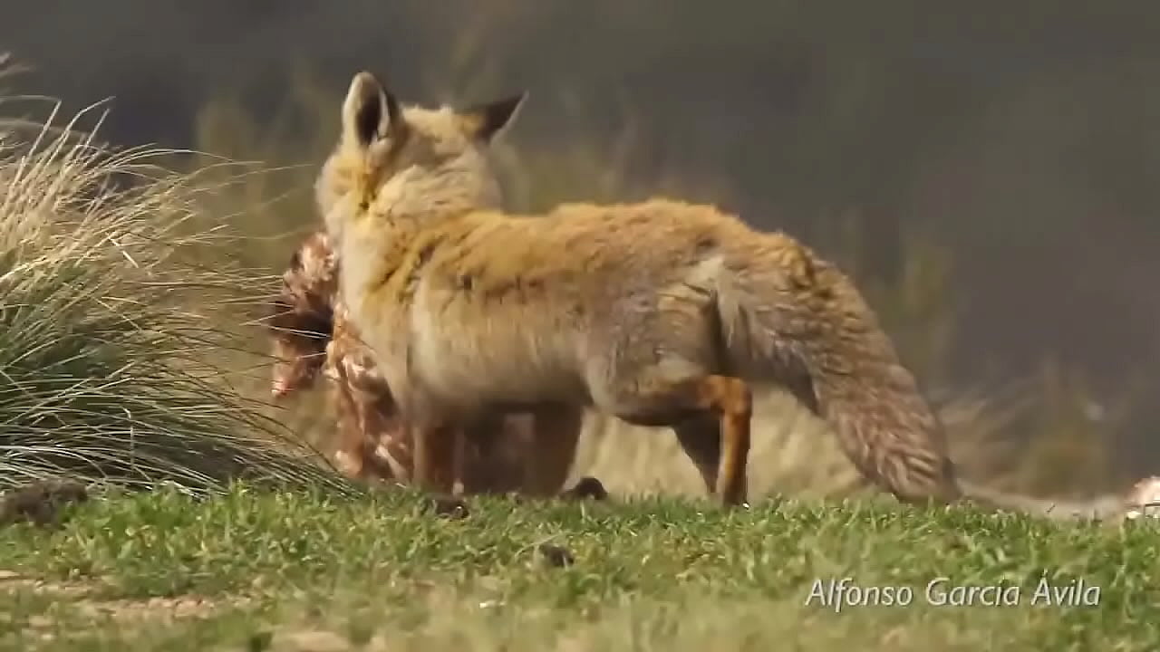 zorra ama comer huevos al aire libre