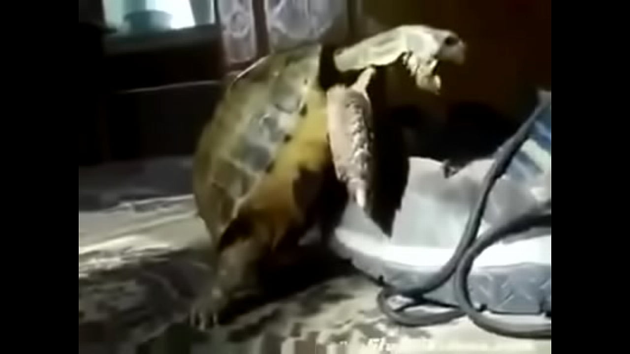 Turtle makes the delicious to a shoe