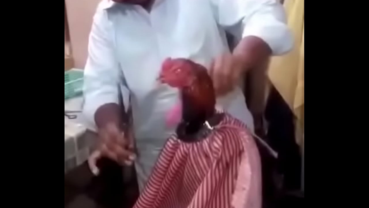 rooster having hair cut