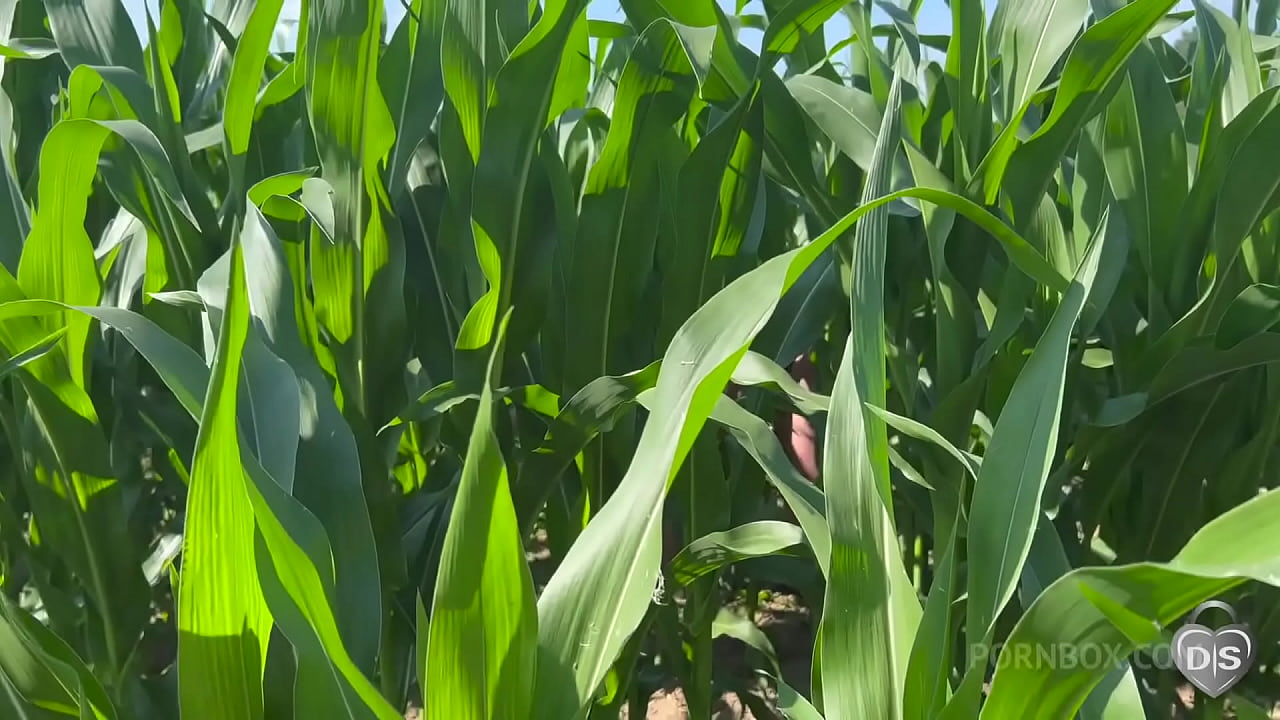 Outdoor dildo and fist fuck in a cornfield