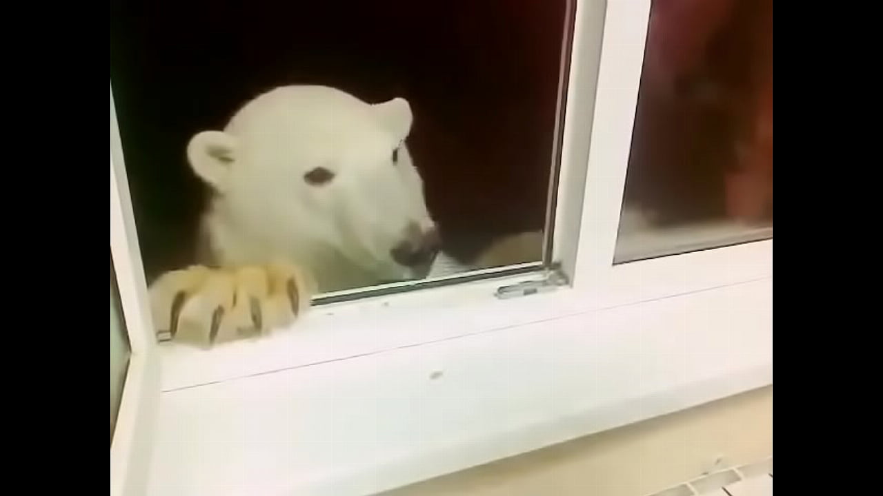 Zé Colmeia albino papando bolachinha