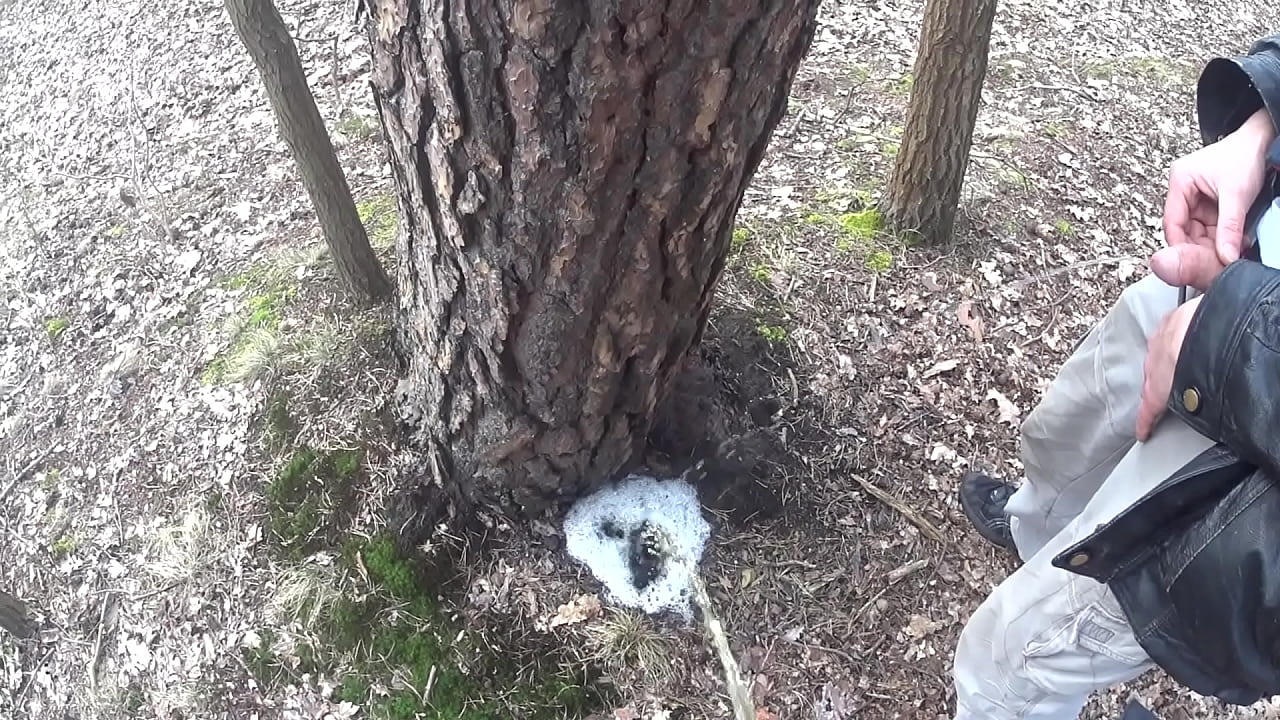 boys pissing together a big foamy puddle at a tree