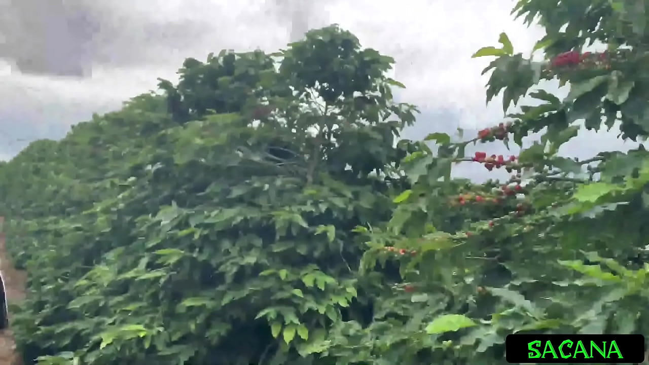 Pulamos a cerca pra foder na plantação de café!