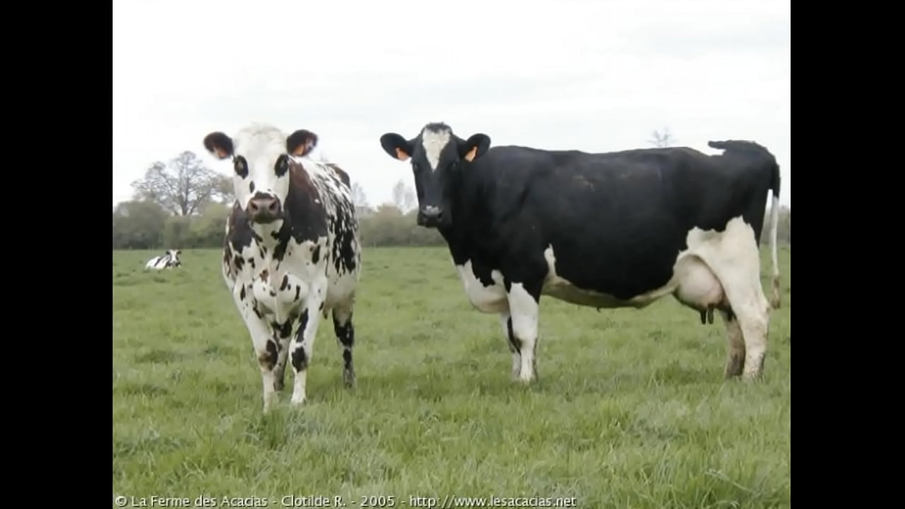 VACAS DE ALCANTARILHA