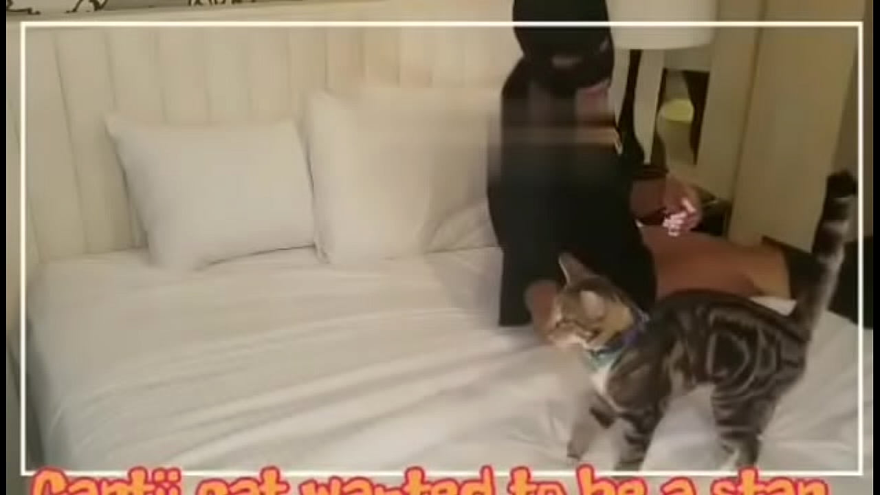 Cat holds up scene