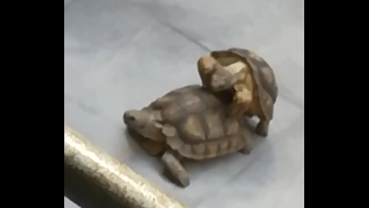 Tortugas garchando duro analmente