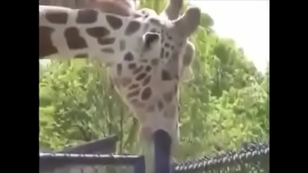 Girafa Safadinha,Se Lambuzando no Ferro Bem Dotado