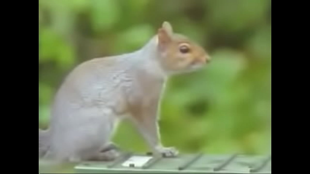 squirrel-obstacle-course