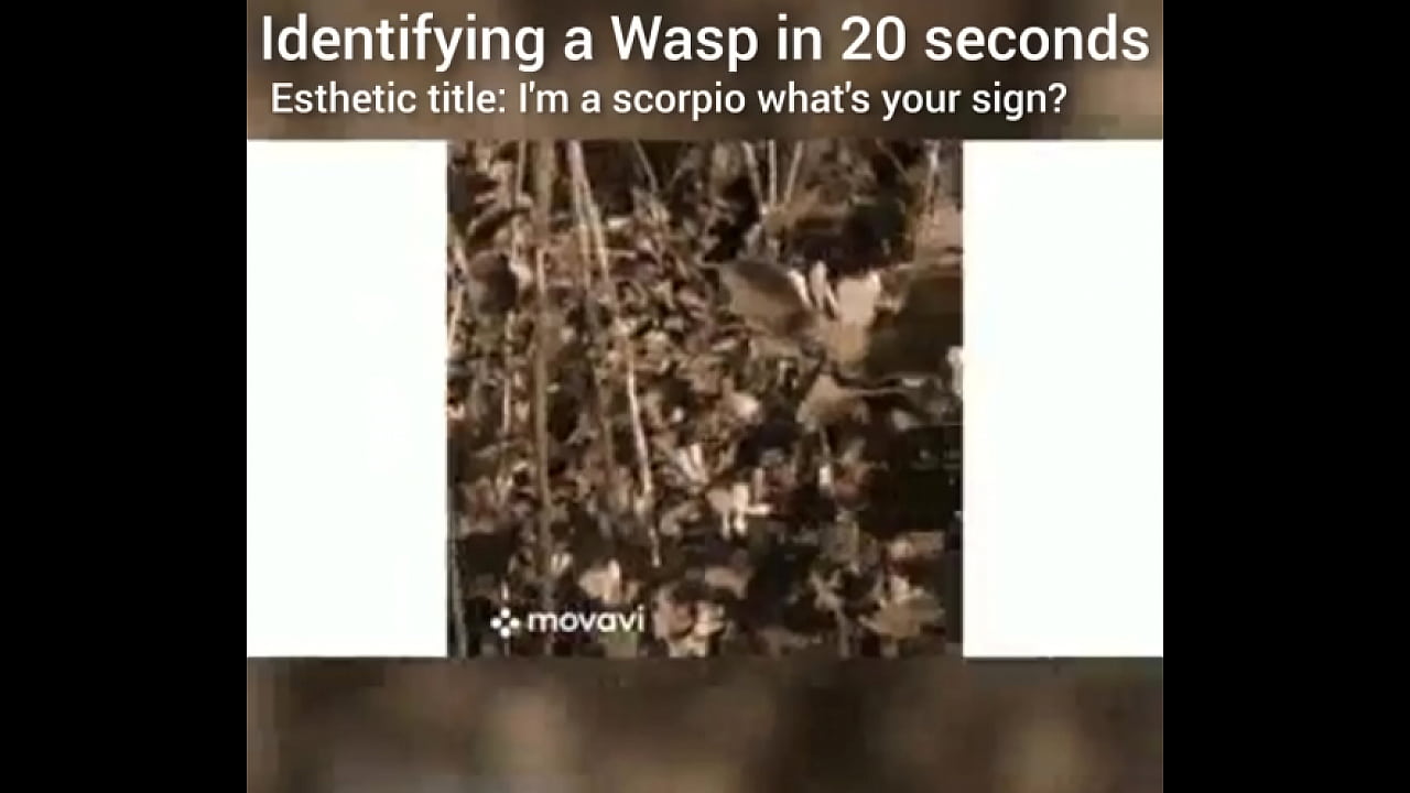 Identifying a wasp in 20 seconds