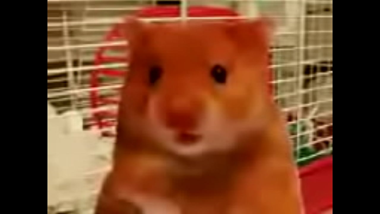 hamster