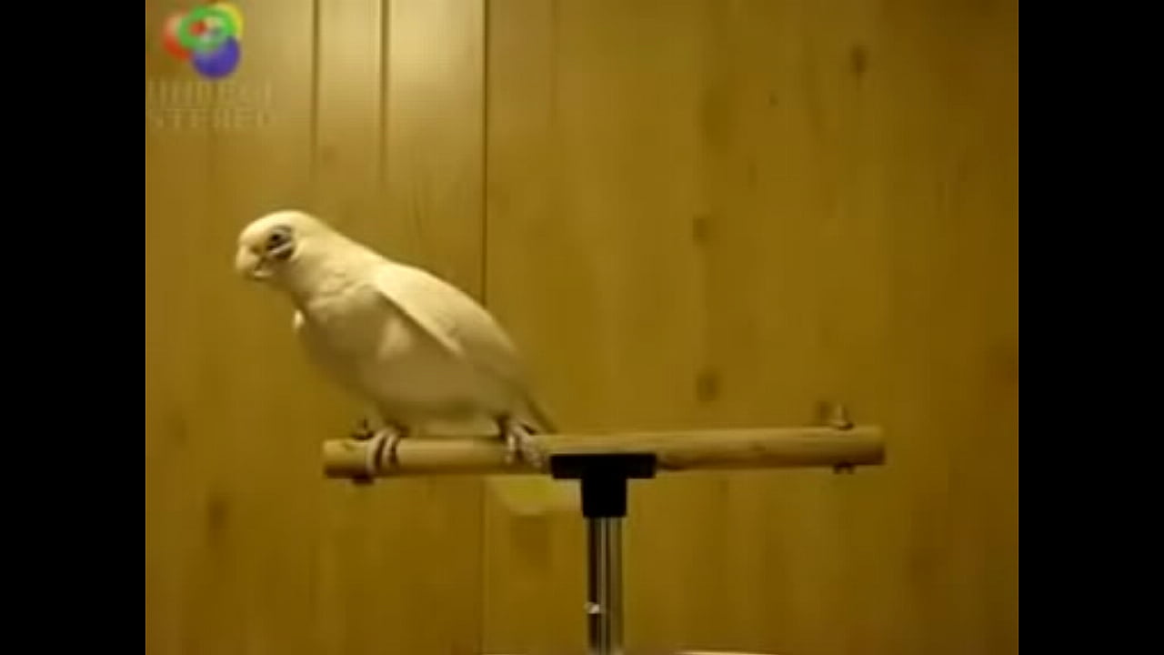 Bird loves Egyptian music 0001