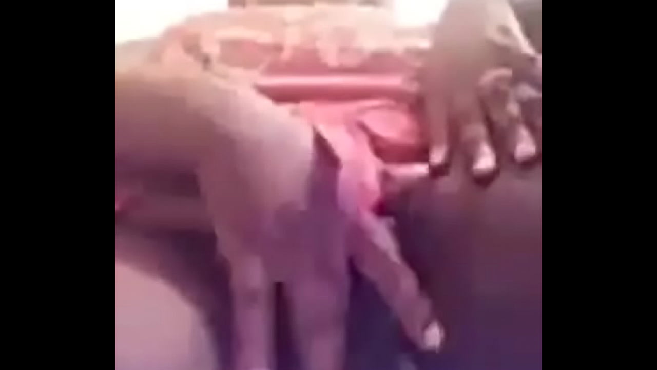 Ebony fat ass and pussy