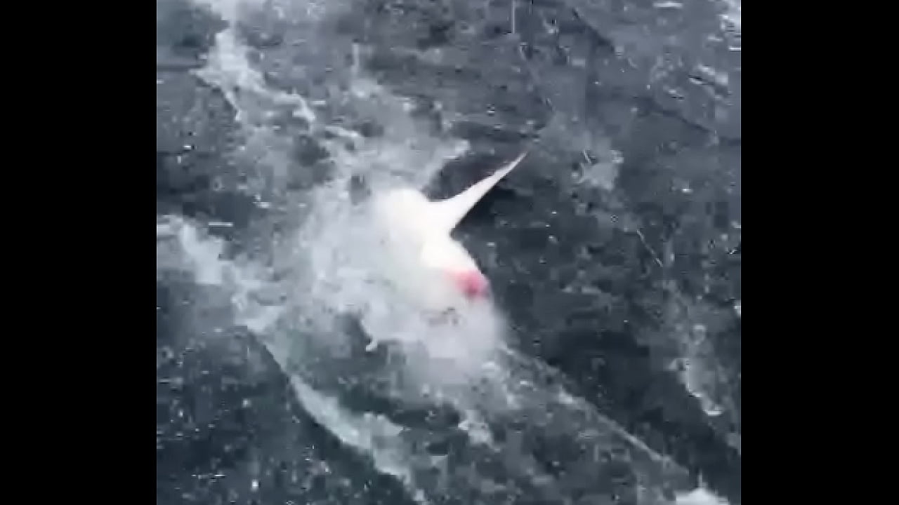 DEEP SEA SHARK FISHING