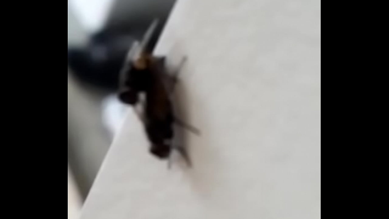 Fly sex