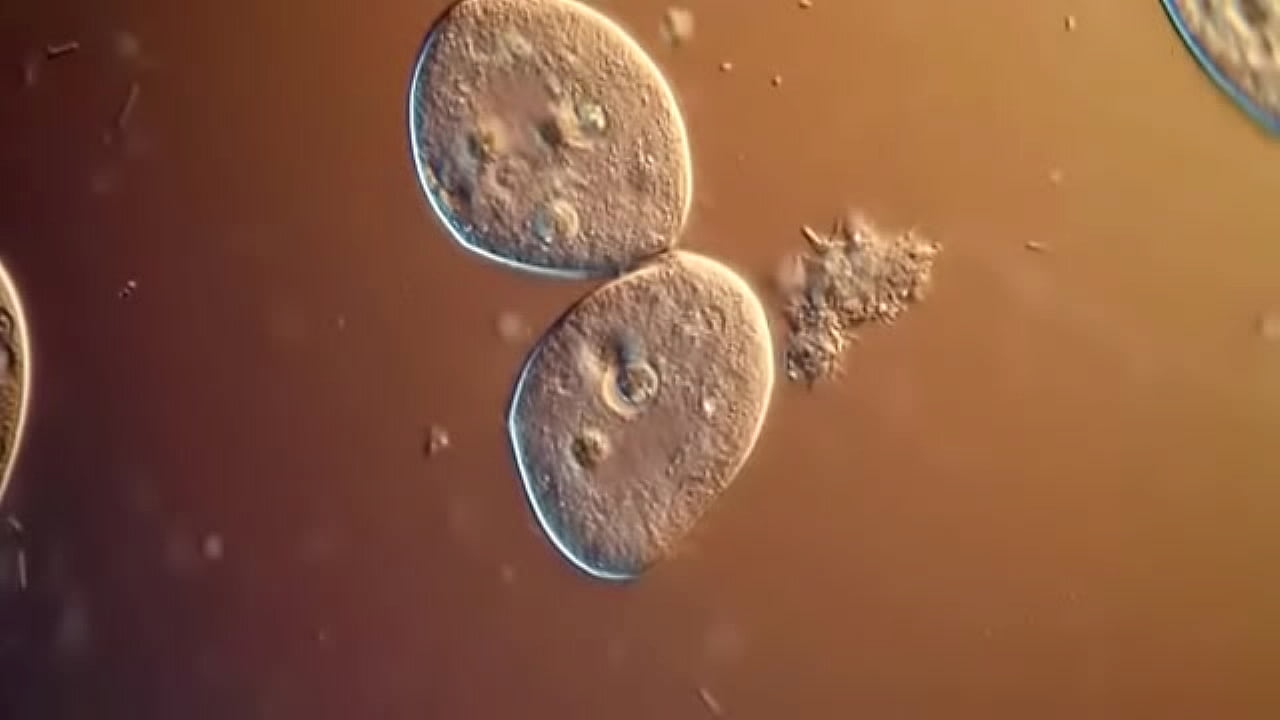 Protozoario novinha cheia de tesa1 fode gostoso com protozoario negao bem dotado