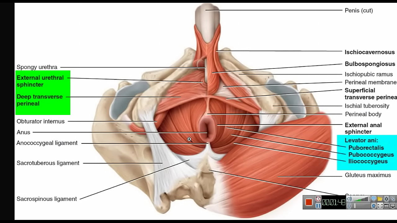 Increase Penis - Keeping PC Muscle Contracted