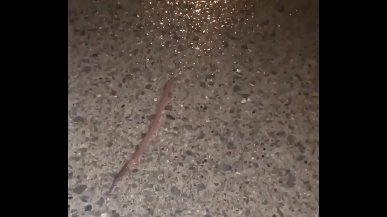 It takes 4 minutes for worm to disappear from camera on wet concrete