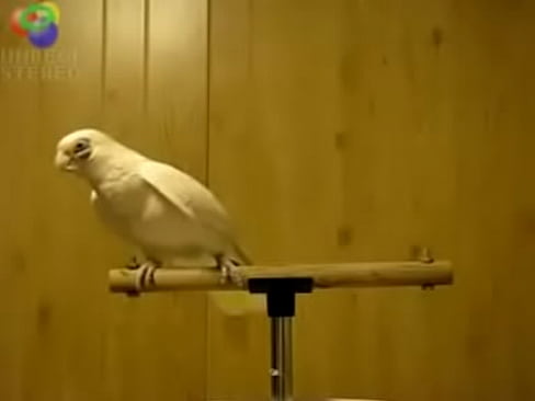 Bird loves Egyptian music 0001