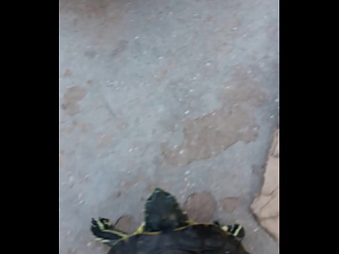 Tortuga afuera del agua