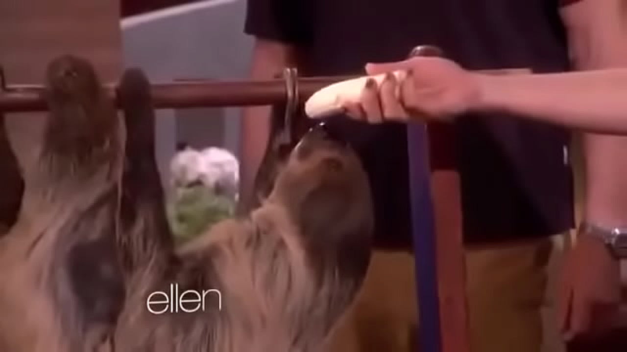 Sloth shows dick eating skills