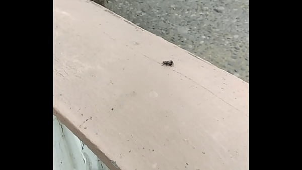 Moscas haciendo el delicioso - REAL 1 Link