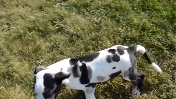 Bella . female Puppy