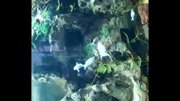 Video x&aacute;c minh