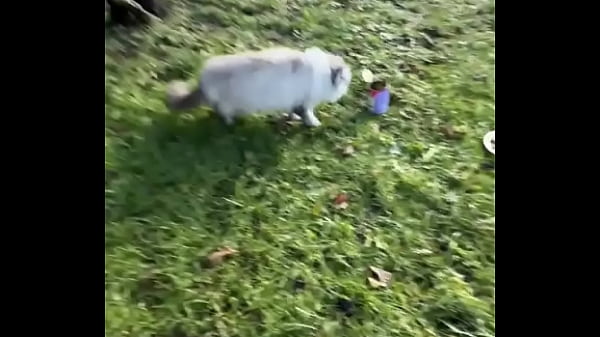 Do you remember my wild cat Lara I adpoted from the animal shelter ?She never had any contact to humans and since a half ...