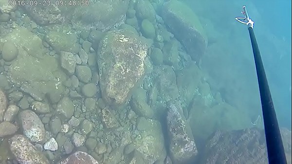 japanese hot solo pole spear fishing!!!