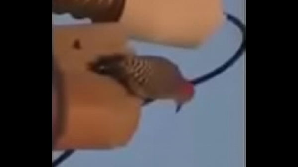 ماما الشرموطة