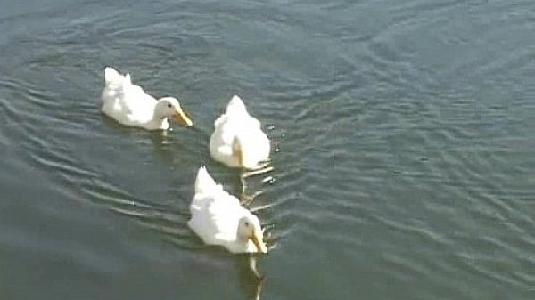 aip alexa rosario clip1 01  